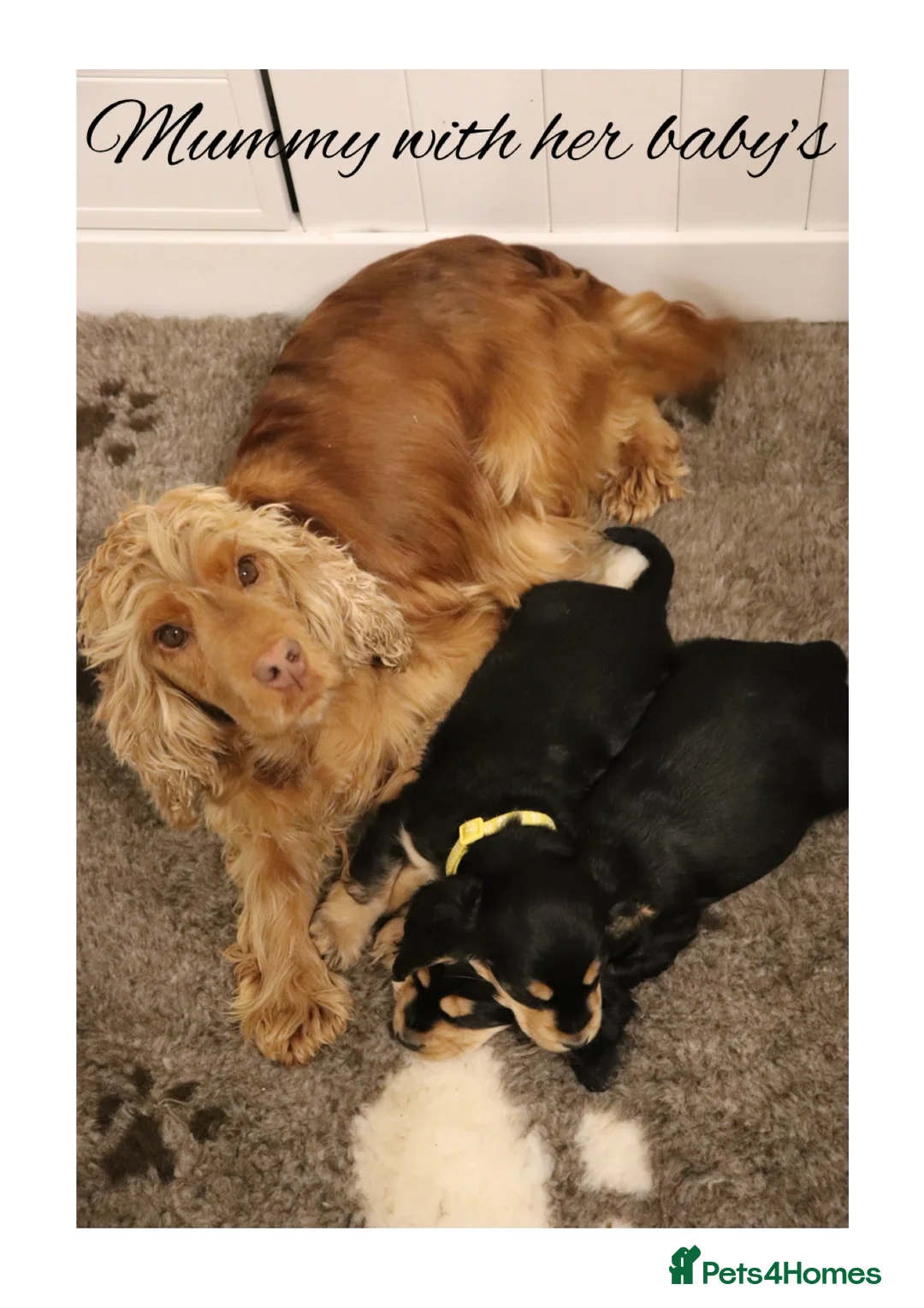 Cocker Spaniel dogs for sale: Two outstanding show cocker spaniels  - Advert 2