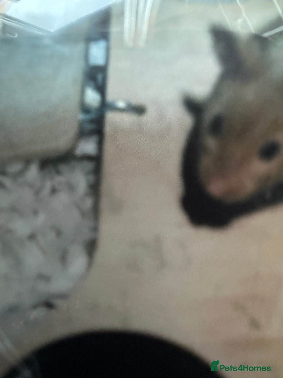 Hamster rodents for sale: Beautiful golden Syrian shorthair hamster Nibbles - Advert 3