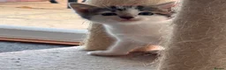 Mixed Breed cats for sale: 4 beautiful, well socialised kittens - Advert 31