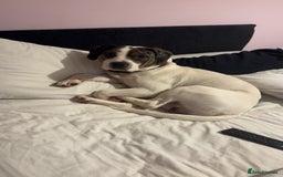 Mixed Breed dogs for sale: Meet Thor  - Image 3
