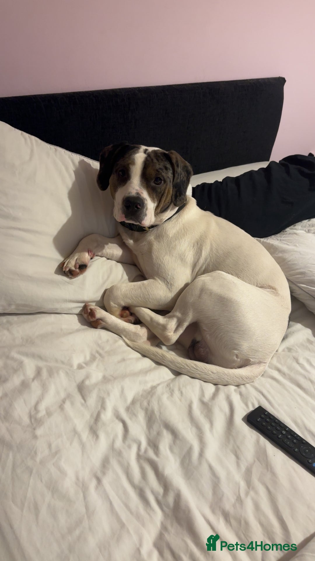 Mixed Breed dogs for sale: Meet Thor  - Image 3