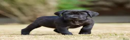 Presa Canario dogs for sale: BLACK PRESA PUPS - Advert 6