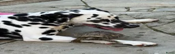 Dalmatian dogs for sale: Boss 4yr old dalmation in Waterlooville - Advert 13