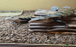 Skink reptiles for sale: Rehoming two Indonesian blue-tongued skink - Image 2