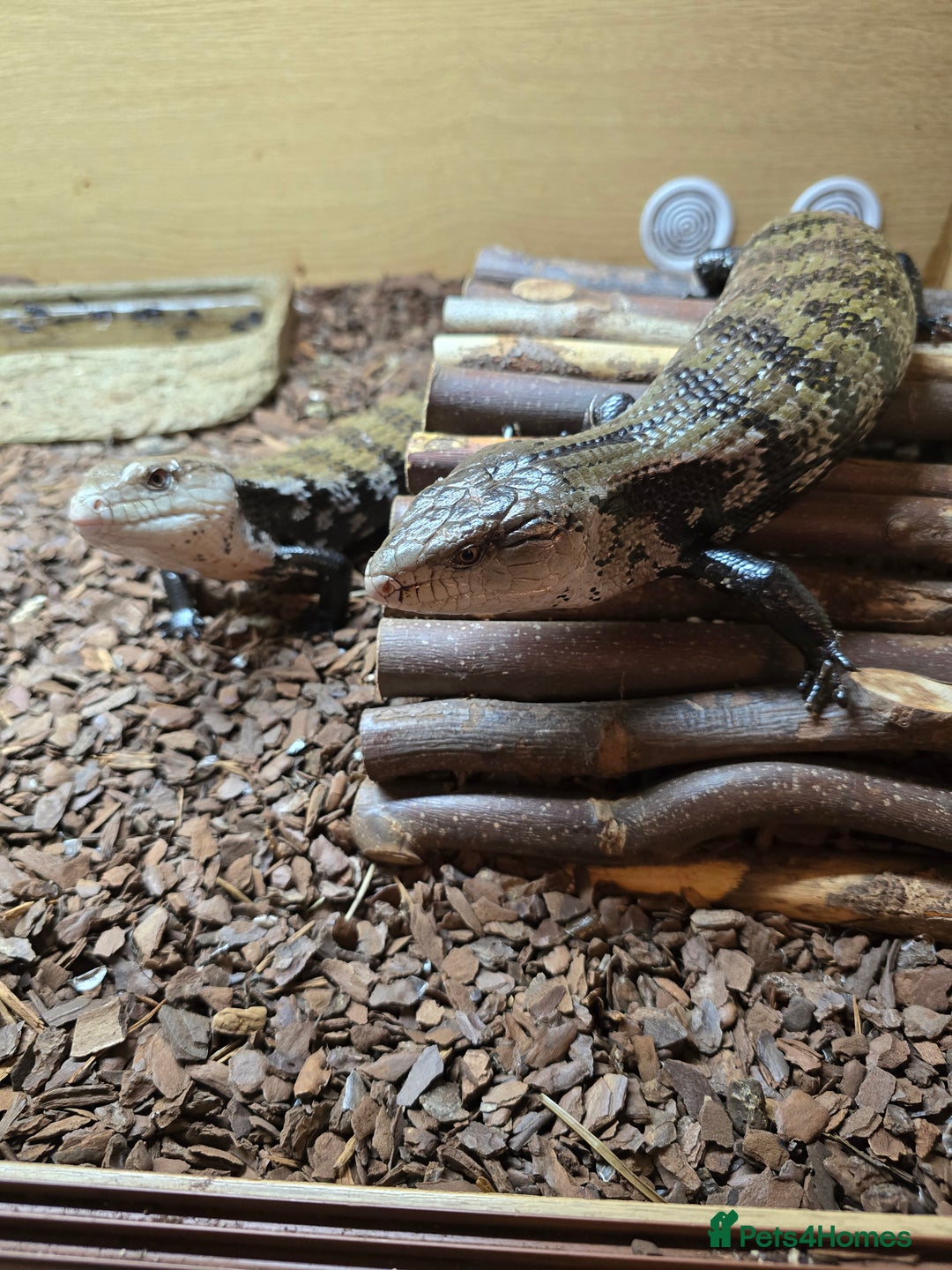 Skink reptiles for sale: Rehoming two Indonesian blue-tongued skink - Image 2