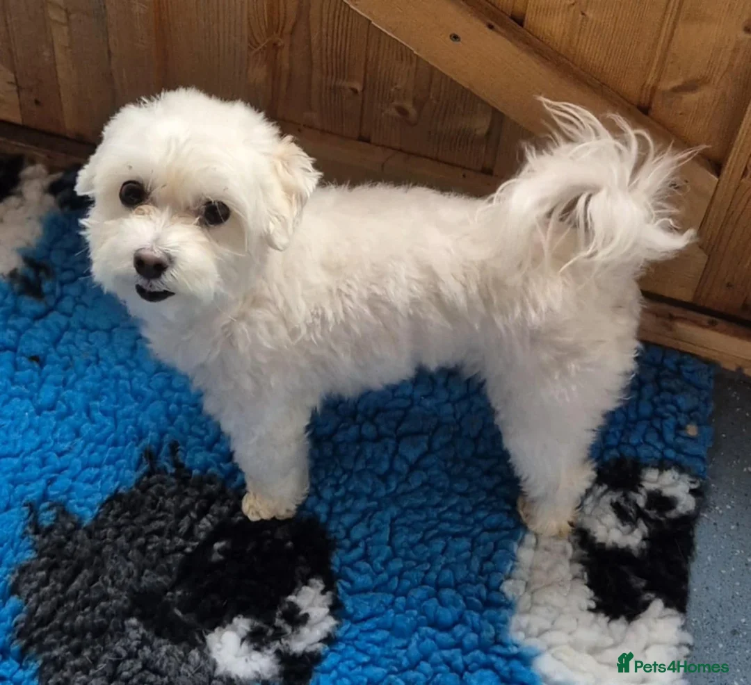 Maltipoo dogs for adoption: Holly Ivy - In Ayr Looking for a home  - Advert 3