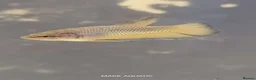 Bettas fish for sale: Betta mustard gas  - Advert 8