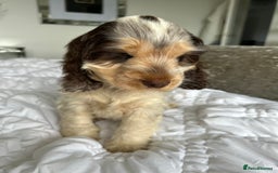 Cocker Spaniel dogs for sale: OUTSTANDING KC REG SHOW COCKER SPANIEL PUPPIES  - Image 33