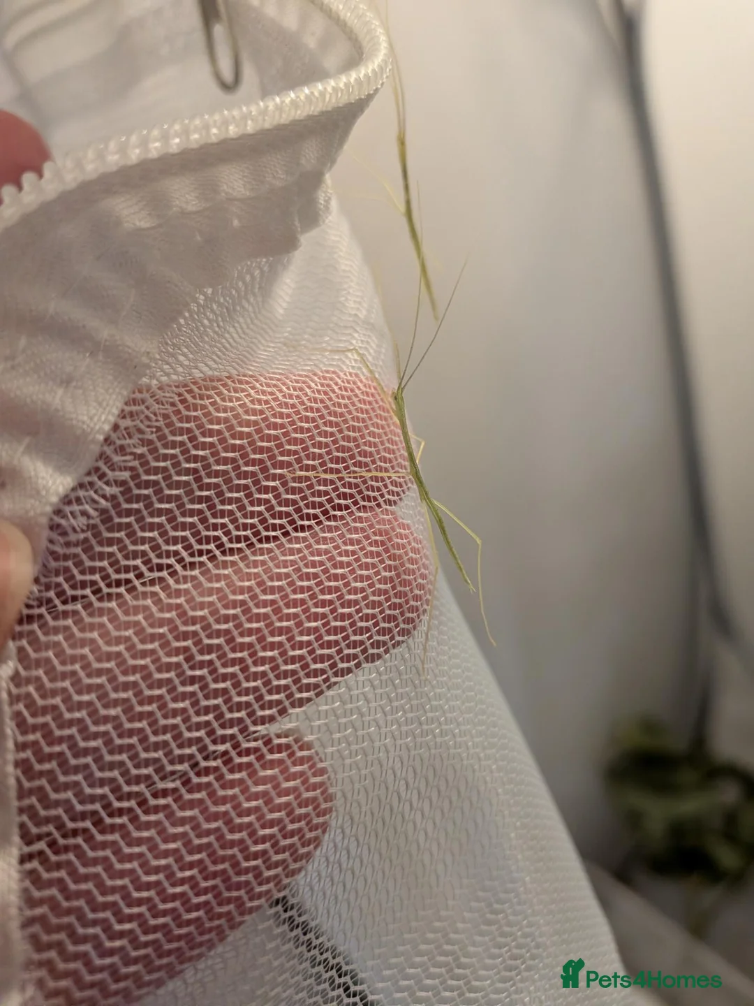Stick Insects invertebrates for sale: Pink Winged Stick Insects  in Chichester - Advert 3