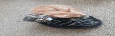 Mixed Breed 3