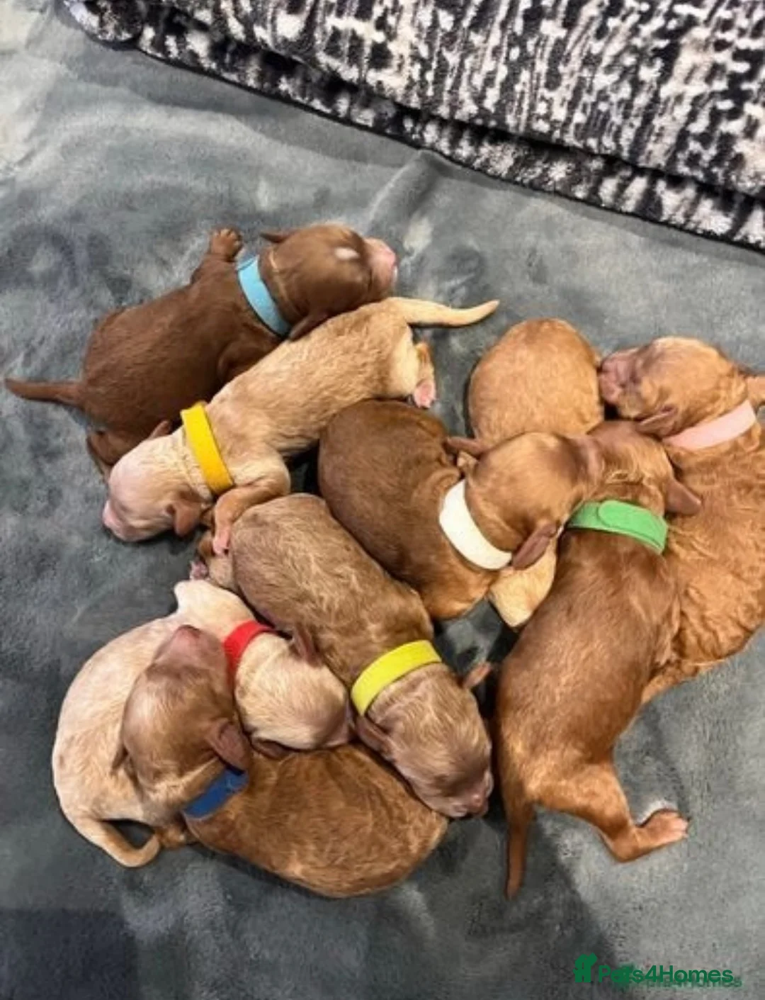 Miniature Poodle dogs for stud: Deep Red Miniature Poodle Stud   - Advert 6