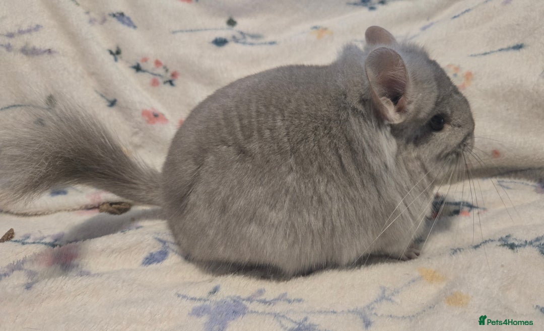 Chinchilla rodents for sale: Gorgeous Tan Royal Persian Angora Poss VC/BDC - Advert 7