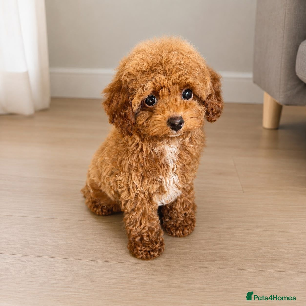 Maltipoo dogs 💥Tiny Asian Maltipoo Puppies💥 - Advert 6