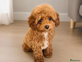 Maltipoo dogs 💥Tiny Asian Maltipoo Puppies💥 - Advert 6