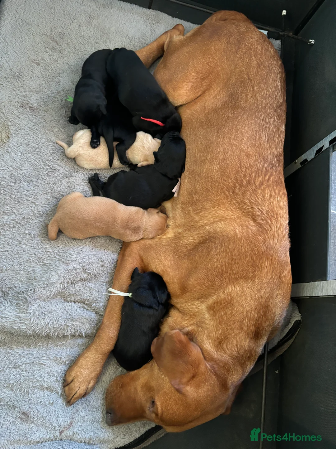 Labrador Retriever dogs for sale: Lovely litter of KC registered working labradors - Advert 2