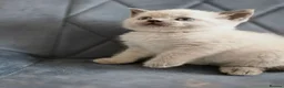 British Shorthair cats for sale: Beautiful British Shorthair Kittens 🐾 - Advert 17