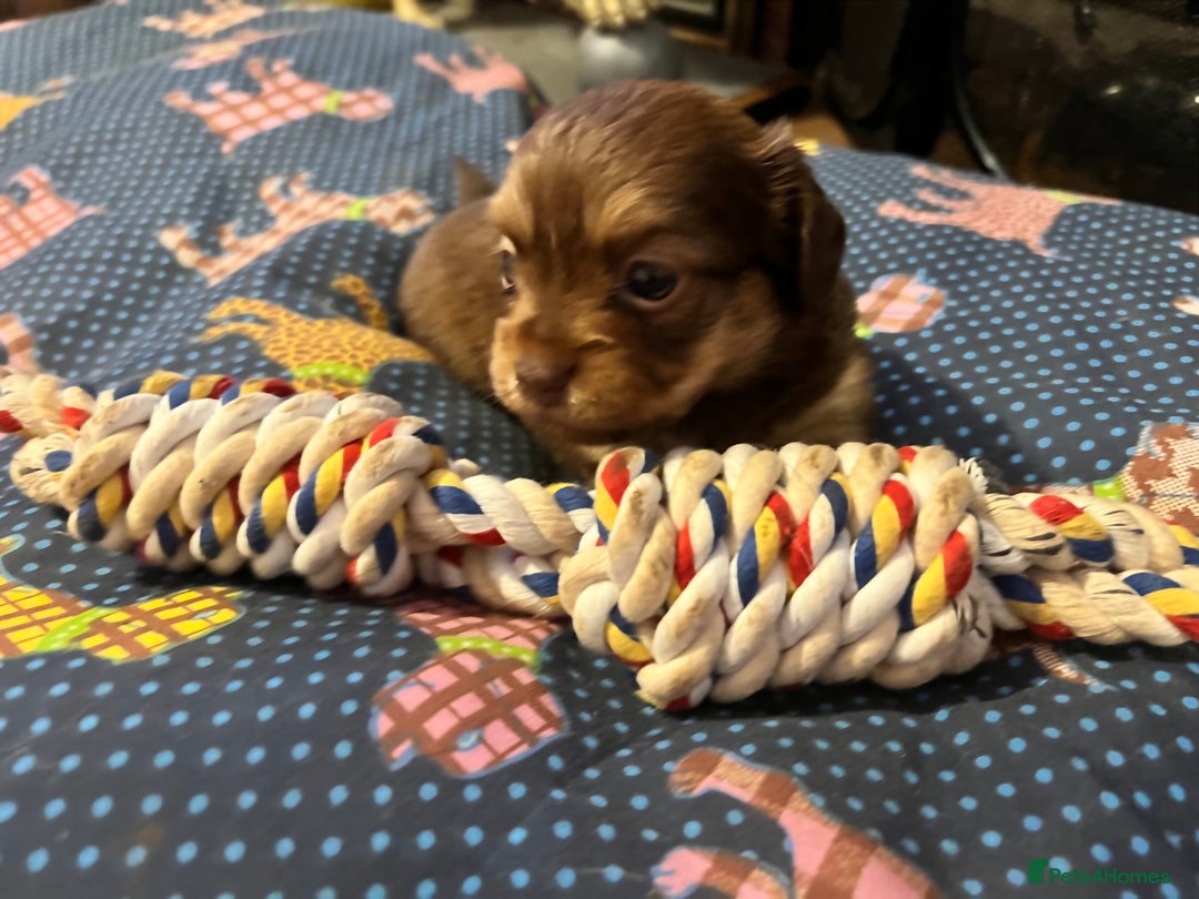 Miniature Dachshund dogs for sale: Stunning full pedigree Miniature Dachshunds  - Image 6