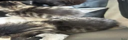 Mixed Breed cats for sale: Two mixed litters for sale - Advert 7