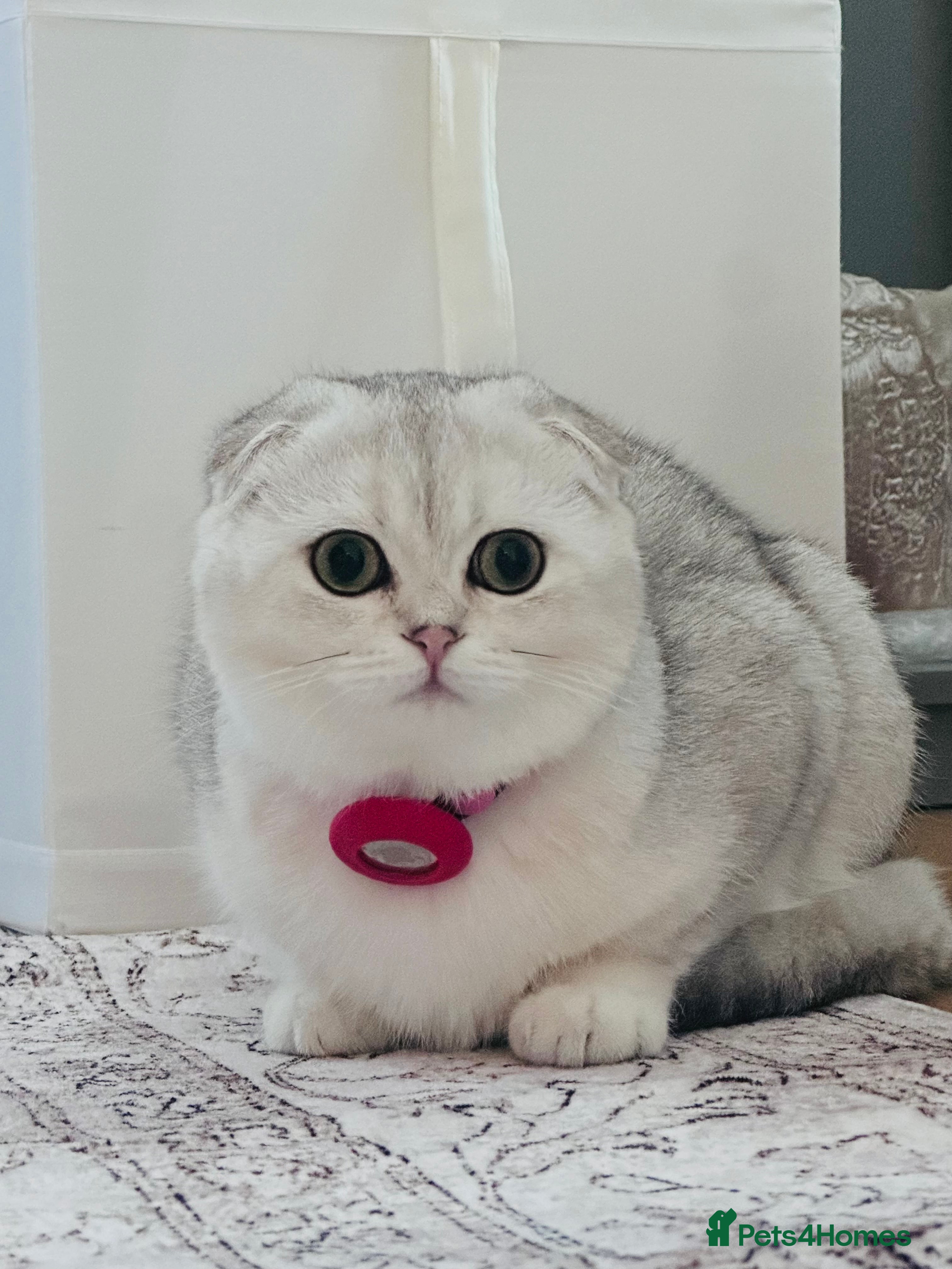 Scottish Fold cats Beautiful Scottish Fold Girl - Advert 6