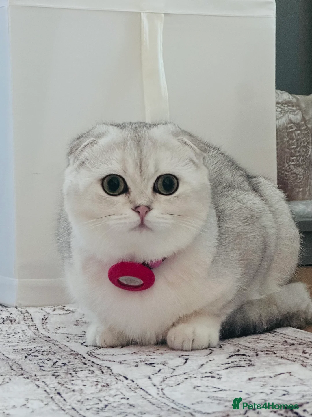Scottish Fold cats for sale: Beautiful Scottish Fold Girl 7 months - Advert 1