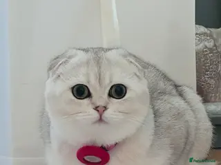 Scottish Fold cats Beautiful Scottish Fold Girl - Advert 1