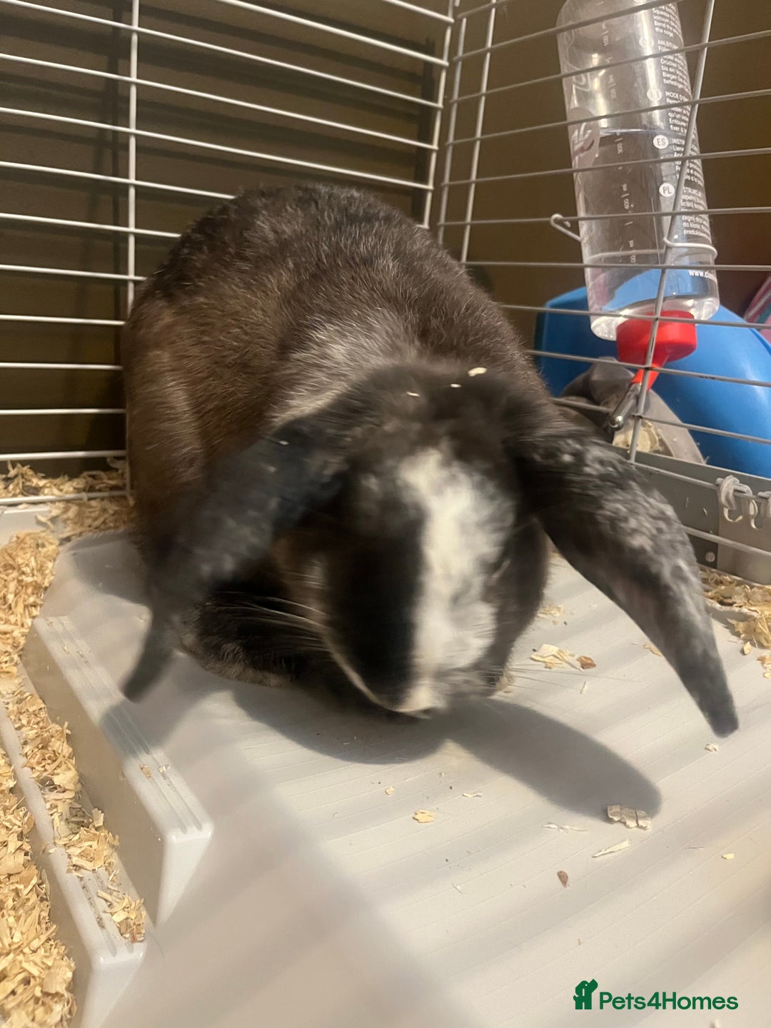 Mini Lop rabbits for sale: Two girl mini lops  - Image 4