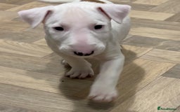 English Bull Terrier dogs for sale: *REDUCED* 1 male KC EBT pup left - Advert 3