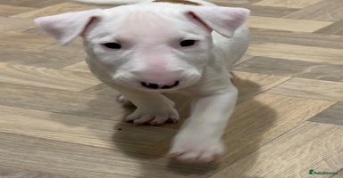 English Bull Terrier dogs *REDUCED* 1 male KC EBT pup left - Advert 6