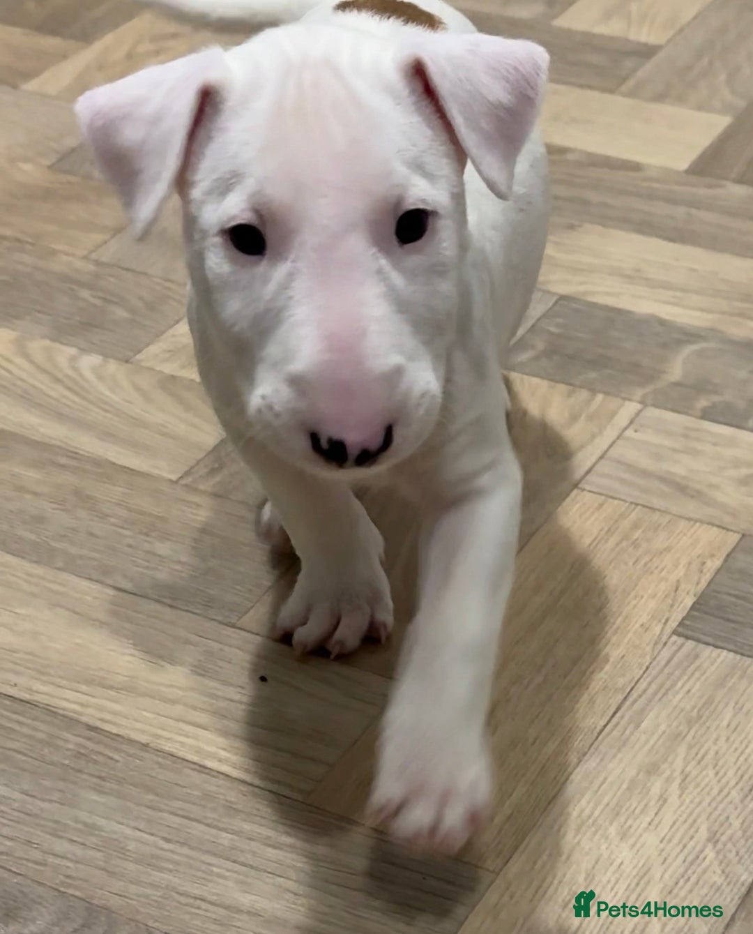 English Bull Terrier dogs for sale: *REDUCED* 1 male KC EBT pup left - Advert 3