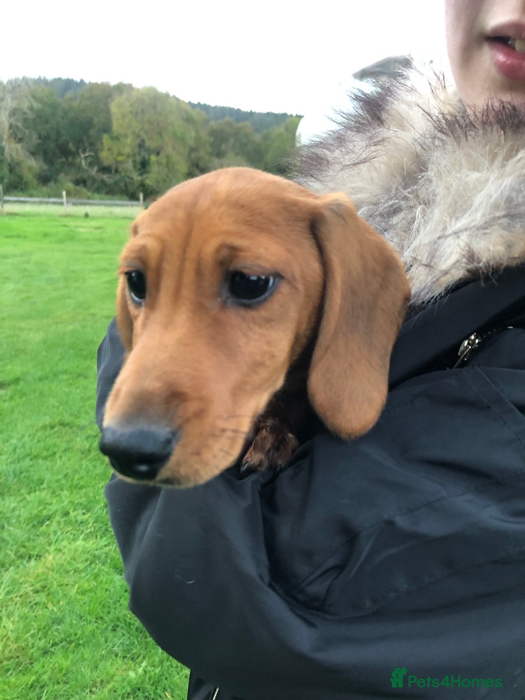 Dachshund dogs for sale: Dachshund pups - Image 5