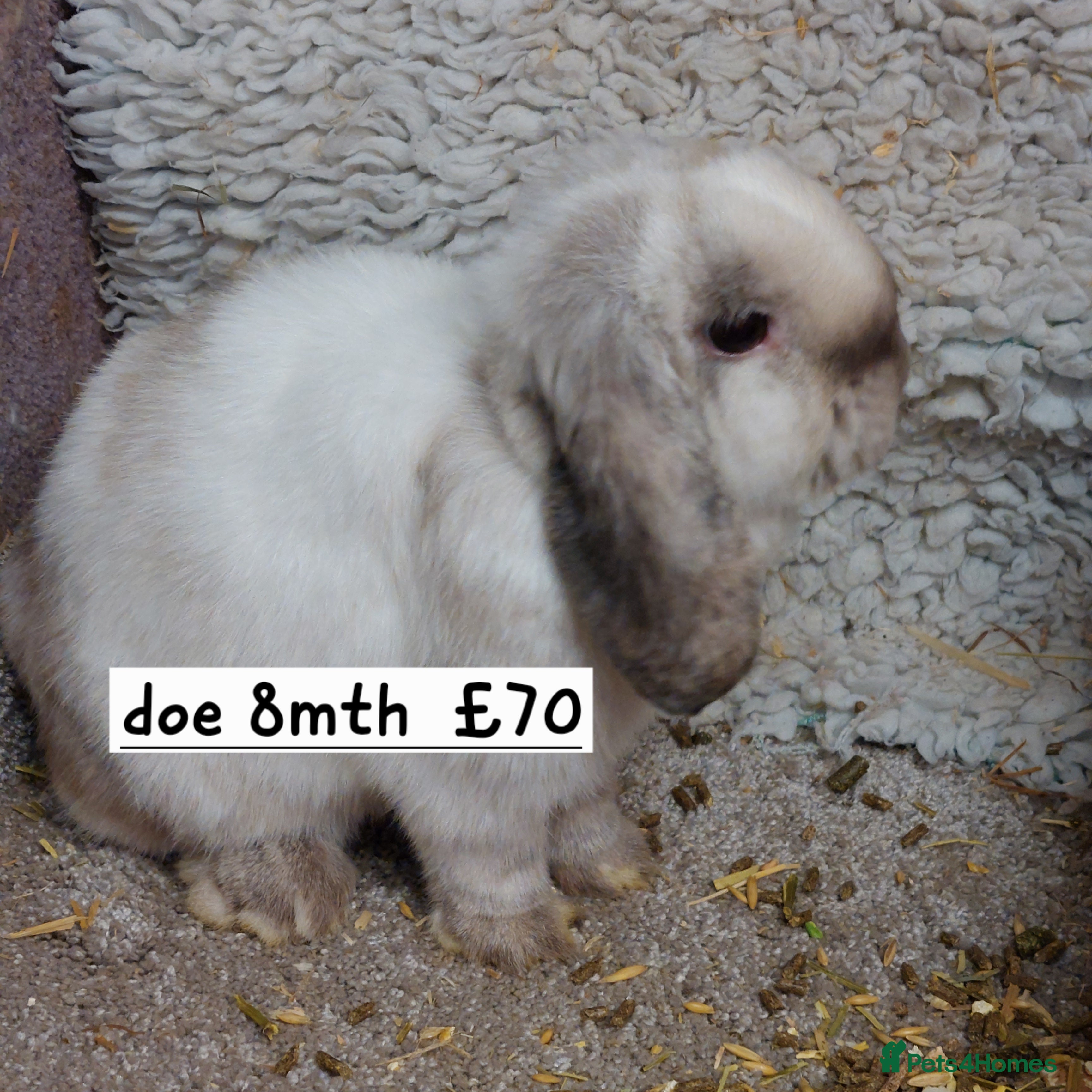 Mini Lop rabbits  Beautifull freindly minilop Does &bucks - Advert 18