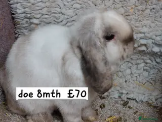 Mini Lop rabbits Beautifull freindly minilop Does &bucks - Advert 18