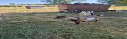 Goats livestock for sale: Pygmy goats  - Advert 3