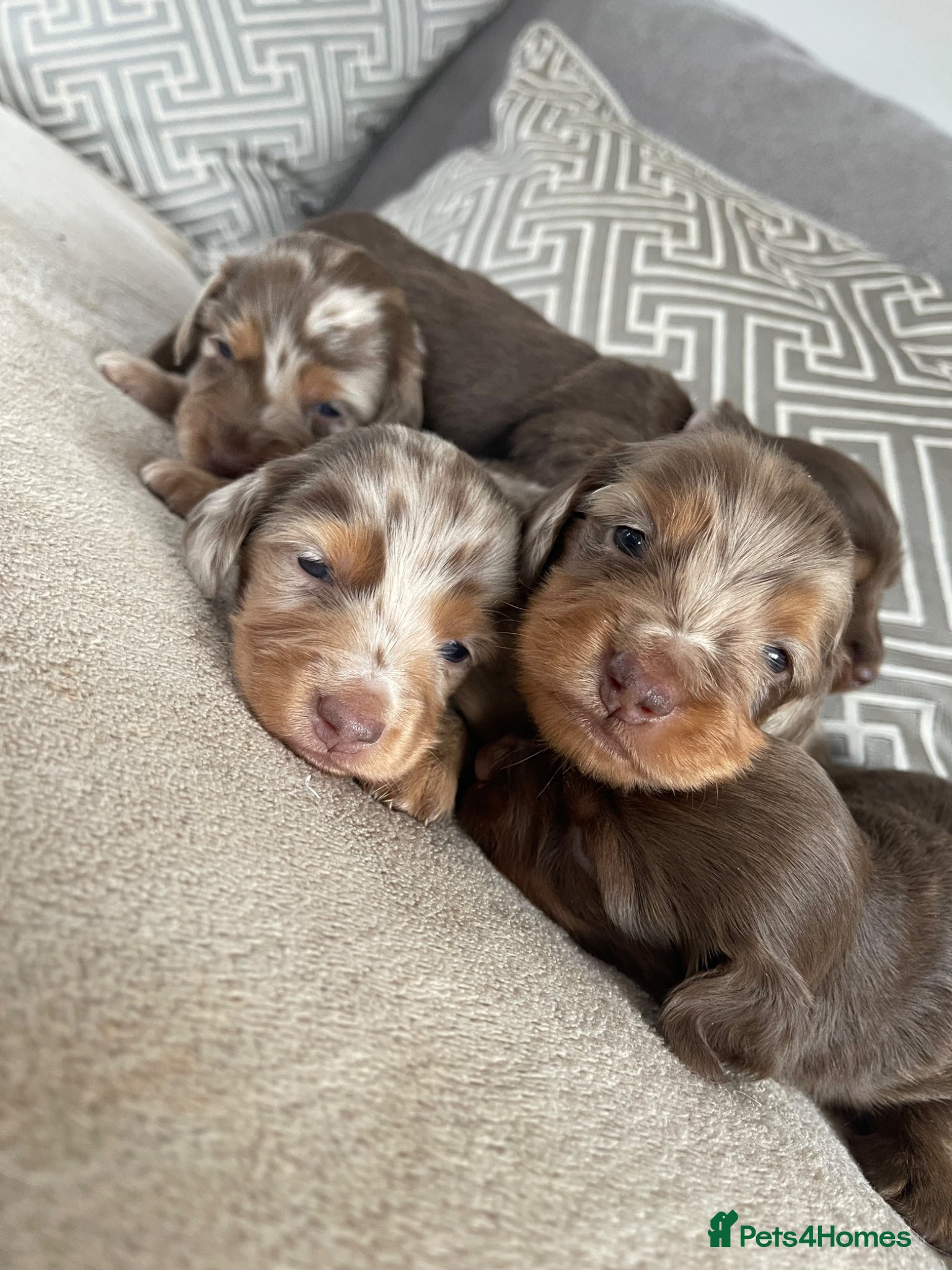 Dachshund dogs Stunning long hair mini dachshunds  - Advert 18