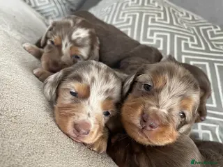 Dachshund dogs Stunning long hair mini dachshunds - Advert 16