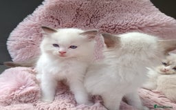 Ragdoll cats for sale: ***Ready Now Ragdoll Boys Ready For New Homes. - Image 13