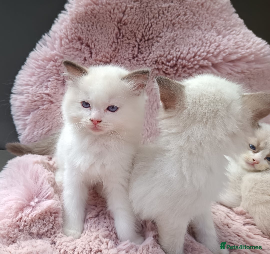 Ragdoll cats for sale: ***Ready Now Ragdoll Boys Ready For New Homes. - Image 13