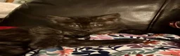 Mixed Breed cats for sale: Weaned and socialised cubs ❤️ in Shrewsbury - Advert 5