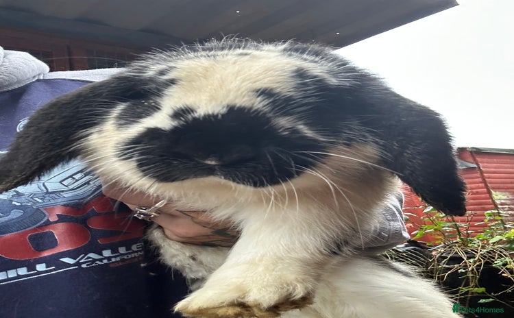 French Lop rabbits Lop buck babies. Ready now - Advert 1