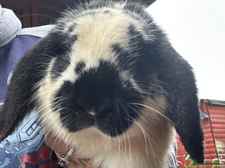 French Lop rabbits Lop buck babies. Ready now - Advert 1