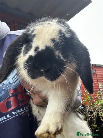 French Lop rabbits Lop buck babies. Ready now - Advert 1