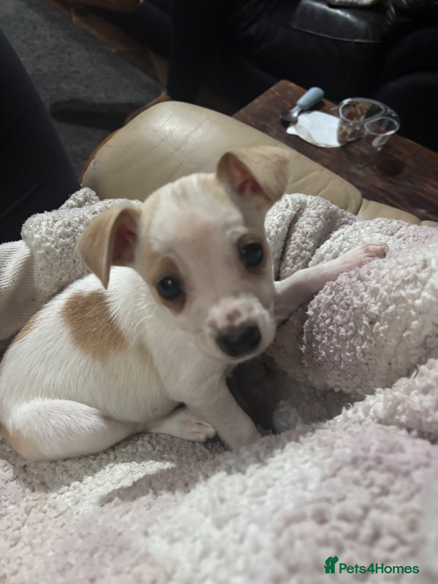 Jack Russell dogs for sale: jack Russel puppies for sale  - Advert 1