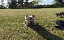 French Bulldog dogs for stud: New shade Rojo & Tan Wrapped in Cream - Image 4