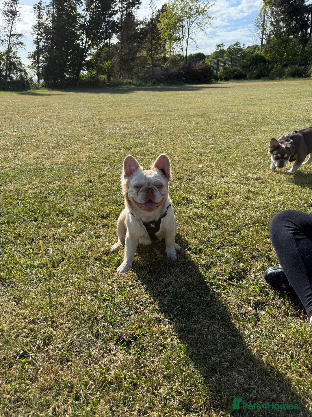 French Bulldog dogs for stud: New shade Rojo & Tan Wrapped in Cream - Image 4