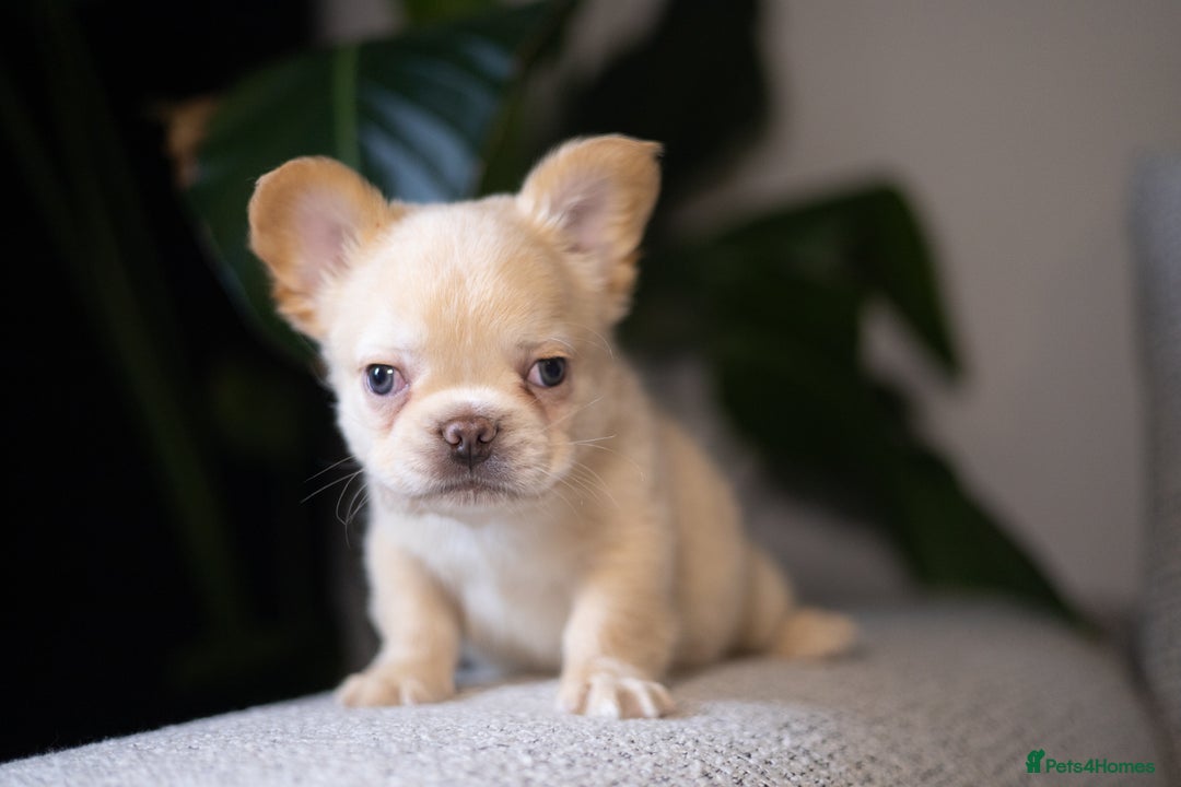 French Bulldog dogs for sale: Beautiful French bulldog puppies!  - Image 5