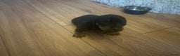 Miniature Dachshund dogs for sale: miniature dash hounds - Advert 17
