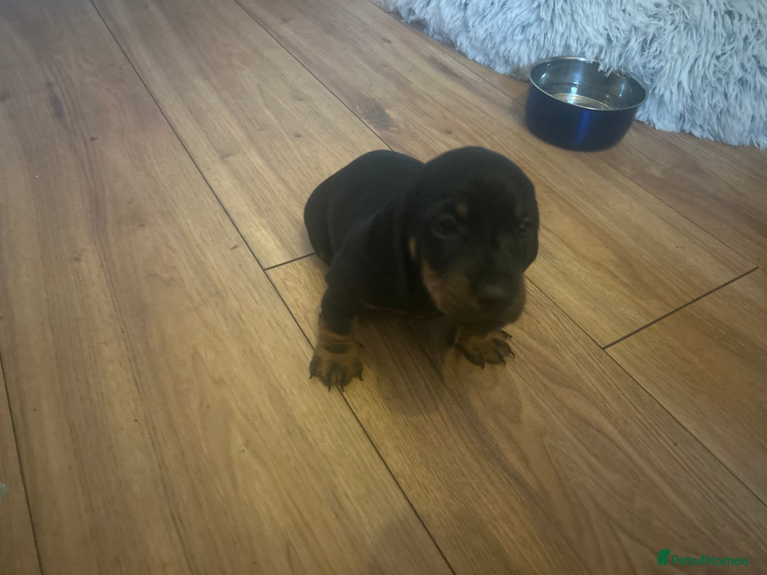 Miniature Dachshund dogs for sale: miniature dash hounds - Advert 17