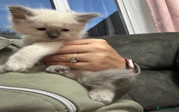 Ragdoll cats for sale: Stunning Ragdoll Kittens Ready to Go!!! - Image 32