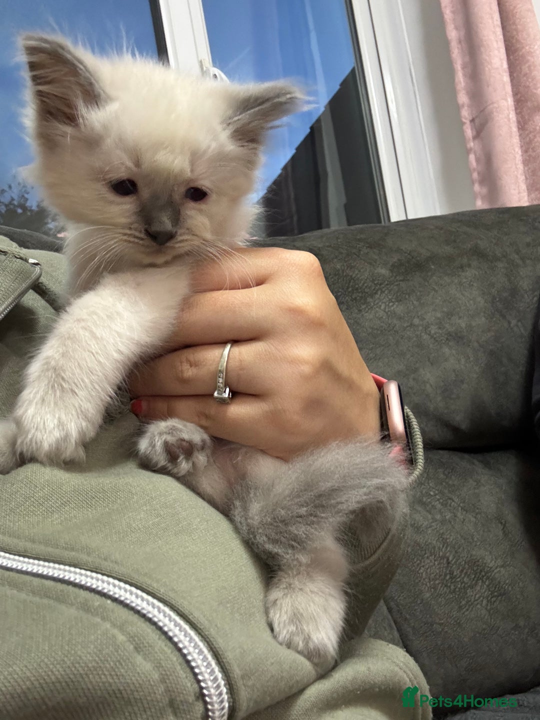 Ragdoll cats for sale: Stunning Ragdoll Kittens Ready to Go!!! - Image 32