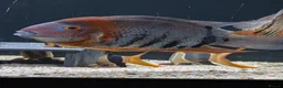 Cichlids fish for sale: South American cichlid's  in Sheffield - Advert 7